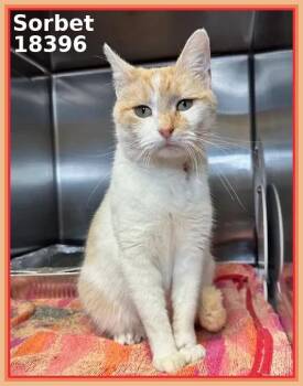 Domestic Short Hair Cats Available for Adoption in Marietta, Georgia - SORBET | PetCurious