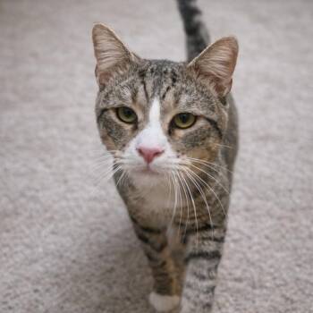 Arty -  Domestic Short Hair Cat for Adoption in Hemet, California - Arty | PetCurious
