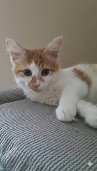 Rescue Domestic Long Hair Cats for Adoption in Farmington Hills, Michigan - Pumpkin (long-haired Boy) | PetCurious