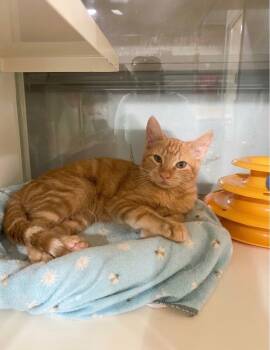 Butch -  Domestic Short Hair Cat for Adoption in Hammond, Louisiana - Butch | PetCurious