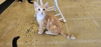 Rescue Domestic Short Hair Cats for Adoption in Powder Springs, Georgia - Chips | PetCurious