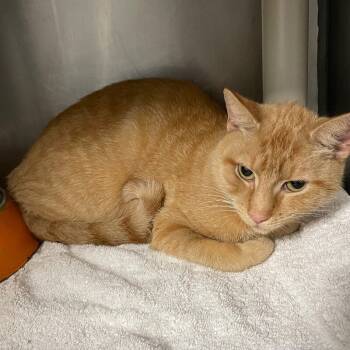 Rescue Domestic Short Hair Cats for Adoption in Roanoke, Virginia - Jordan | PetCurious