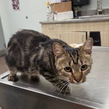 Mabel -  Domestic Short Hair Cat for Adoption in Chattanooga, Tennessee - Mabel | PetCurious