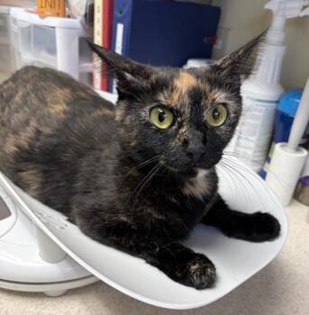 Bee -  Domestic Short Hair Cat for Adoption in Black Eagle, Montana - Bee | PetCurious