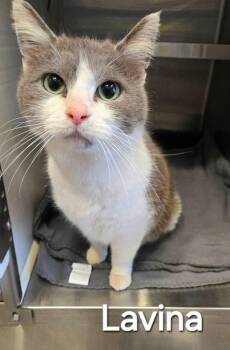 Domestic Short Hair Cats Available for Adoption - Lavina | PetCurious
