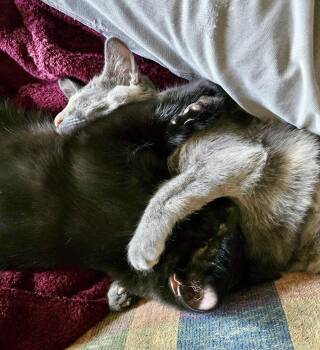 Bandit (Bonded with Aurora) -  Domestic Short Hair Cat for Adoption in Reston, Virginia - Bandit (Bonded With Aurora) | PetCurious