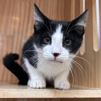Felix -  Domestic Short Hair Cat for Adoption in Yucca Valley, California - Felix | PetCurious