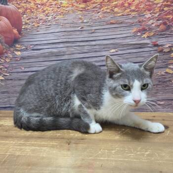 Cosmo -  Domestic Short Hair Cat for Adoption in Normal, Illinois - Cosmo | PetCurious