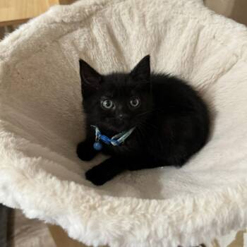 Bumble -  Domestic Short Hair Cat for Adoption - Bumble | PetCurious
