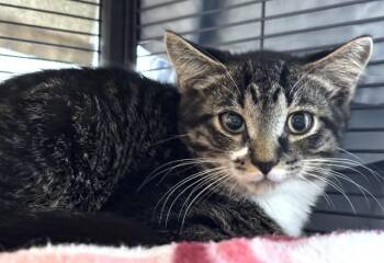 JAKE -  Domestic Short Hair Cat for Adoption in Dedham, Massachusetts - JAKE | PetCurious