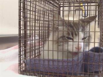 ANGEL -  Domestic Short Hair Cat for Adoption in Sacramento, California - ANGEL | PetCurious