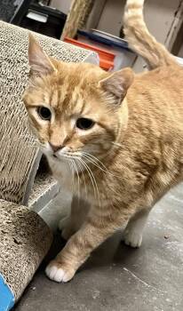 Tabby Cats Available for Adoption - Khalio | PetCurious