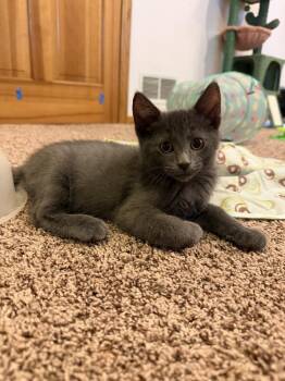 Orion -  Domestic Short Hair Cat for Adoption in Dayton, Minnesota - Orion | PetCurious