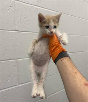 MUFFIN -  Domestic Short Hair Cat for Adoption in Indianapolis, Indiana - MUFFIN | PetCurious
