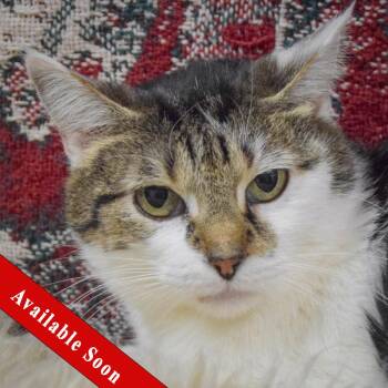 Tabby and Domestic Short Hair Cats Available for Adoption - Valentine | PetCurious