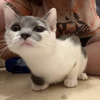 Rescue Domestic Short Hair Cats for Adoption in Chesapeake Beach, Maryland - Jack And Sally | PetCurious