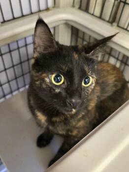 Domestic Short Hair Cats Available for Adoption - Mallory | PetCurious