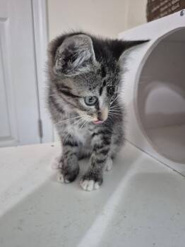 Tinkerbell -  Tabby and Domestic Medium Hair Cat for Adoption in Magnolia Springs, Alabama - Tinkerbell | PetCurious