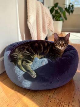 Horatio -  Domestic Short Hair Cat for Adoption in Champaign, Illinois - Horatio | PetCurious