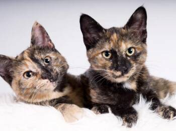 Pansy, Petunia, & Posey - BEAUTIFUL BARN KITTENS -  Domestic Short Hair Cat for Adoption in Stowe, Pennsylvania - Pansy, Petunia, & Posey - BEAUTIFUL BARN KITTENS | PetCurious