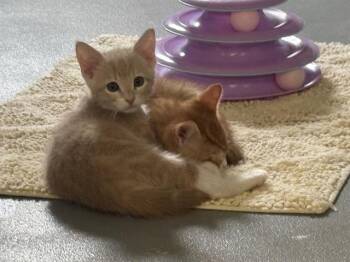 TANGO* -  Domestic Short Hair Cat for Adoption in Santa Cruz, California - TANGO* | PetCurious