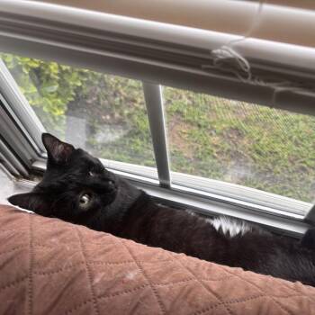 Dotty -  Domestic Short Hair Cat for Adoption in Falls Church, Virginia - Dotty | PetCurious
