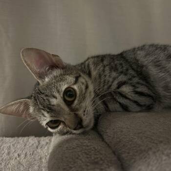Tinkerbell -  Domestic Short Hair Cat for Adoption in Davis, California - Tinkerbell | PetCurious