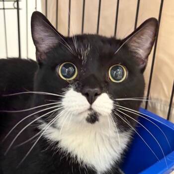 Gene -  Domestic Short Hair Cat for Adoption in Bedford, New Hampshire - Gene | PetCurious