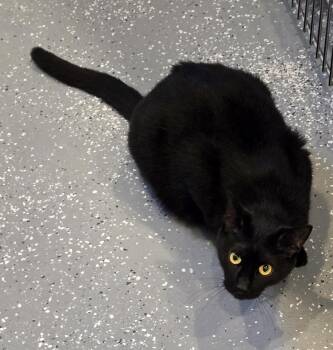 Ambrose -  Domestic Short Hair Cat for Adoption in Bloomsdale, Missouri - Ambrose | PetCurious