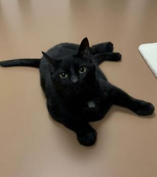Domestic Short Hair Cats Available for Adoption - Leo | PetCurious