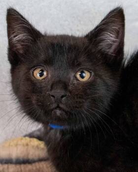 Domestic Short Hair Cats Available for Adoption - Bruin | PetCurious