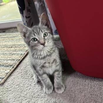 Cardigan -  Domestic Short Hair Cat for Adoption in Jeffersonville, Indiana - Cardigan | PetCurious