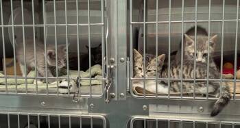 Rescue Domestic Short Hair Cats for Adoption in Cape Coral, Florida - Bronco | PetCurious