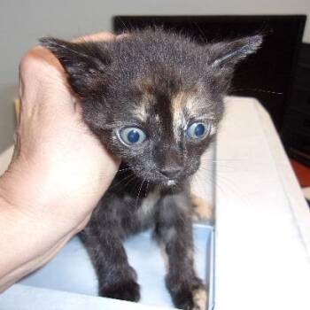 Erica -  Domestic Short Hair Cat for Adoption in Milton, Florida - Erica | PetCurious