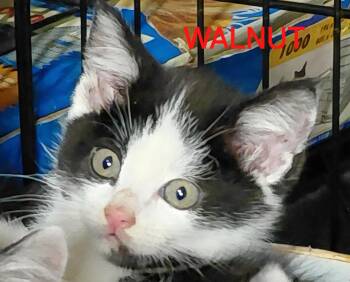Walnut -  Domestic Short Hair Cat Available for Adoption in Bethpage, New York - Walnut | PetCurious