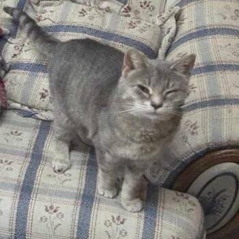 Domestic Short Hair Cats Available for Adoption in Rochester, Minnesota - Holly | PetCurious