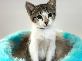 MATTHEW -  Domestic Short Hair Cat for Adoption in Fort Lauderdale, Florida - MATTHEW | PetCurious