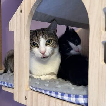 Miss Piggy -  Domestic Short Hair Cat for Adoption in Albany, New York - Miss Piggy | PetCurious