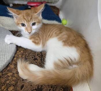 Benji -  Domestic Medium Hair Cat for Adoption in Phoenix, Arizona - Benji | PetCurious