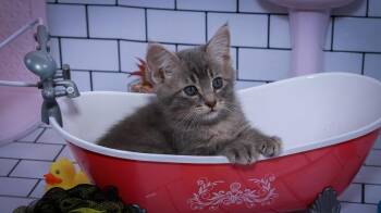 Rescue Domestic Short Hair Cats for Adoption in Lucas, Texas - Cassian | PetCurious