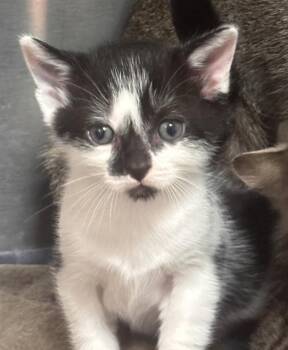 A2478187 -  Domestic Short Hair Cat for Adoption in Fort Lauderdale, Florida - A2478187 | PetCurious
