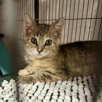 Rescue Domestic Short Hair Cats for Adoption in Stoughton, Wisconsin - Lacie | PetCurious
