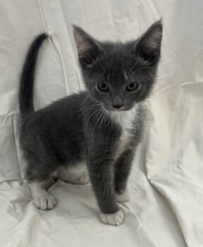 Domestic Short Hair Cats Available for Adoption in Buffalo, Minnesota - Scout | PetCurious