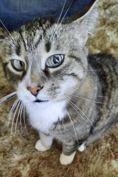Rescue Domestic Short Hair and Tabby Cats for Adoption in Bothell, Washington - Cleo | PetCurious