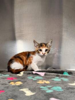 LB -  Domestic Short Hair Cat for Adoption in Labelle, Florida - LB | PetCurious