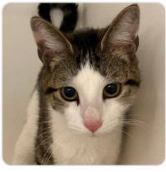 Coco Butterz -  Domestic Short Hair Cat for Adoption in West Chester, Pennsylvania - Coco Butterz | PetCurious