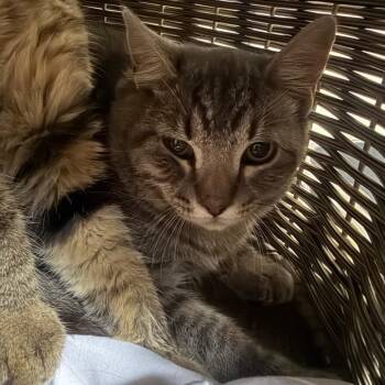 Jae - Adoptable barn cat -  Domestic Short Hair Cat for Adoption in Flagstaff, Arizona - Jae - Adoptable Barn Cat | PetCurious