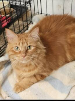 Rescue Domestic Long Hair Cats for Adoption in Ruskin, Florida - Pumpkin | PetCurious