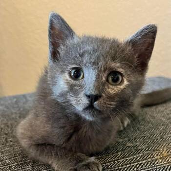 Domestic Short Hair Cats Available for Adoption in Hemet, California - Mango | PetCurious