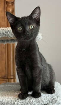 Rescue Domestic Short Hair Cats for Adoption in Franklin, Tennessee - KITTEN POE | PetCurious